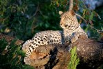 Wildlife 019