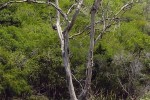 a-i