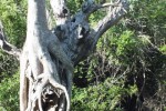 5Estate View Nature as Sculpture