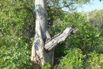 7Estate Nature as Strangler